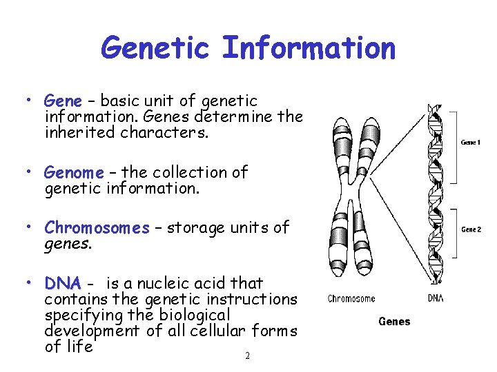 Genetic Information • Gene – basic unit of genetic information. Genes determine the inherited