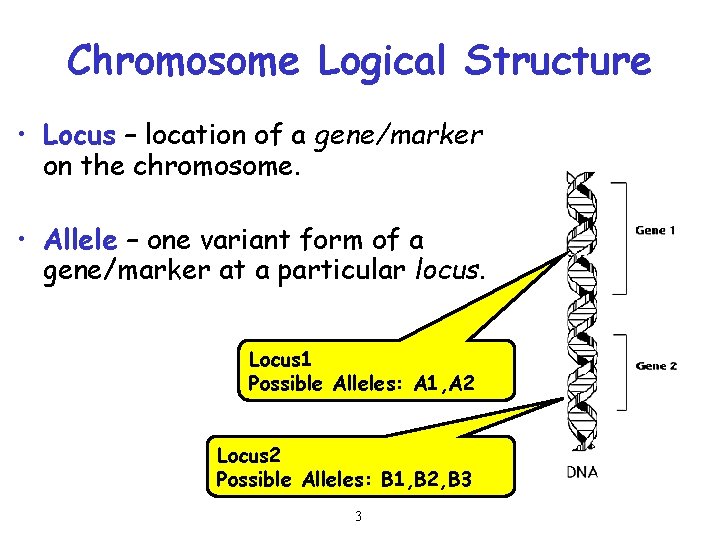 Chromosome Logical Structure • Locus – location of a gene/marker on the chromosome. •