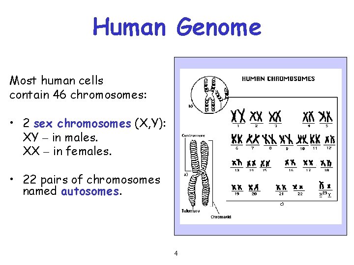 Human Genome Most human cells contain 46 chromosomes: • 2 sex chromosomes (X, Y):