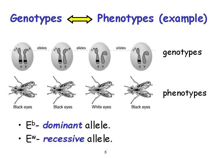 Genotypes Phenotypes (example) genotypes phenotypes • Eb- dominant allele. • Ew- recessive allele. 6