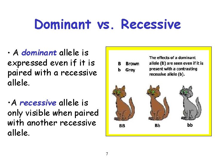 Dominant vs. Recessive • A dominant allele is expressed even if it is paired