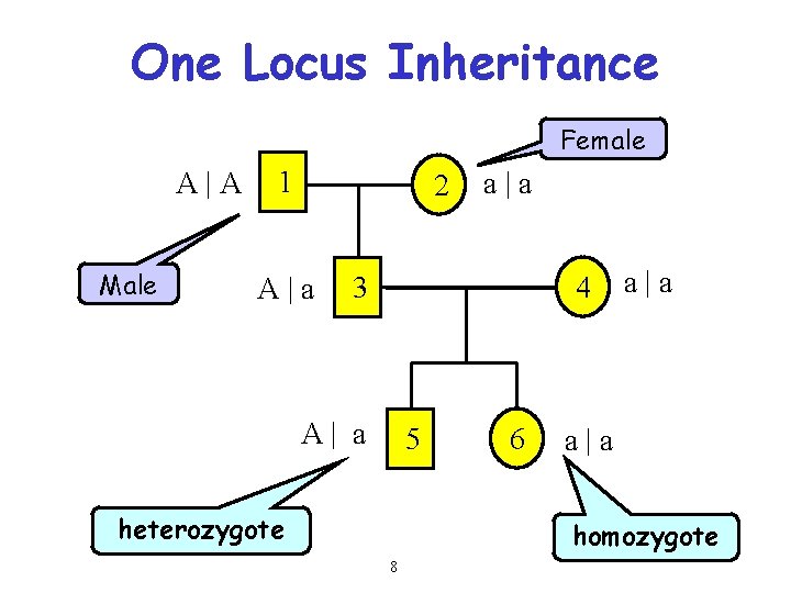 One Locus Inheritance Female A|A Male 1 2 A|a a|a 4 3 A| a