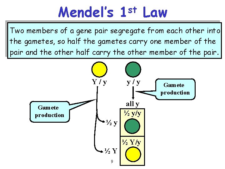 Mendel’s 1 st Law Two members of a gene pair segregate from each other