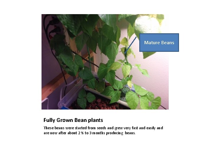 Mature Beans Fully Grown Bean plants These beans were started from seeds and grew