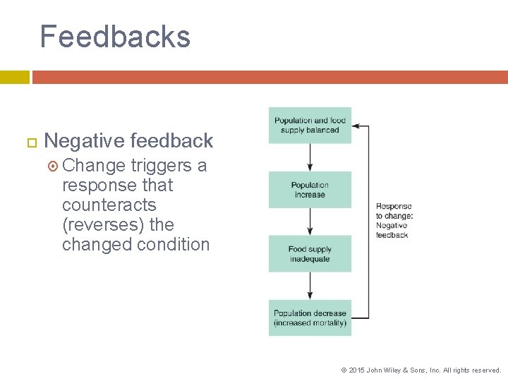 Feedbacks Negative feedback Change triggers a response that counteracts (reverses) the changed condition ©