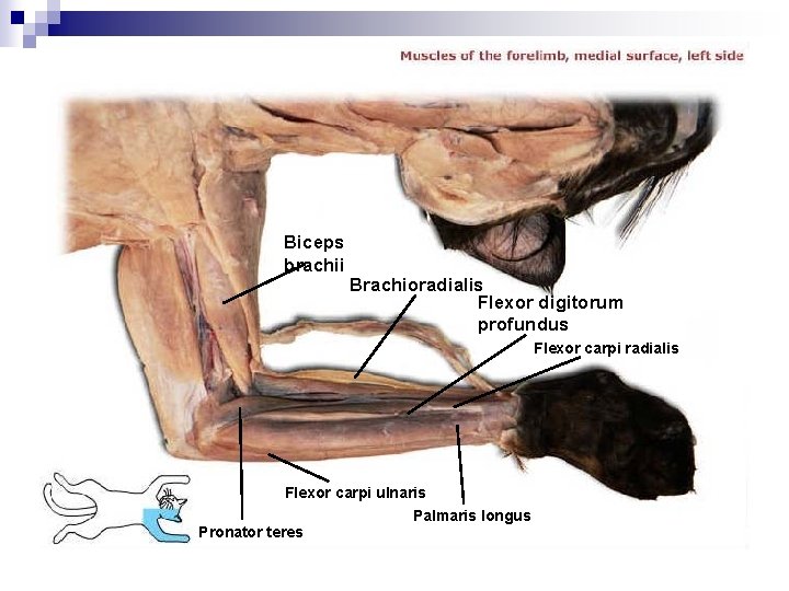 Biceps brachii Brachioradialis Flexor digitorum profundus Flexor carpi radialis Flexor carpi ulnaris Palmaris longus