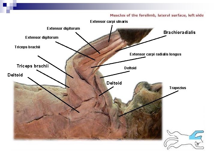 Extensor carpi ulnaris Extensor digitorum Brachioradialis Extensor digitorum Triceps brachii Extensor carpi radialis longus