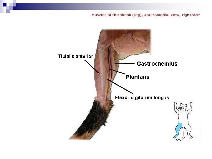 Tibialis anterior Gastrocnemius Plantaris Flexor digitorum longus 