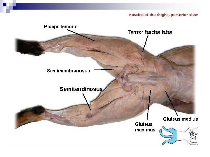 Biceps femoris Tensor fasciae latae Semimembranosus Semitendinosus Gluteus medius Gluteus maximus 