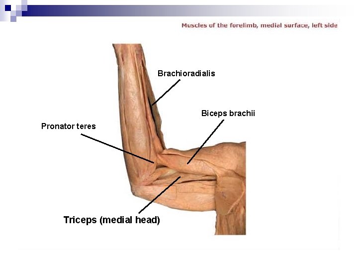 Brachioradialis Biceps brachii Pronator teres Triceps (medial head) 