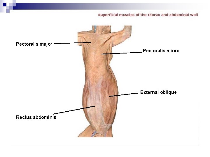 Pectoralis major Pectoralis minor External oblique Rectus abdominis 
