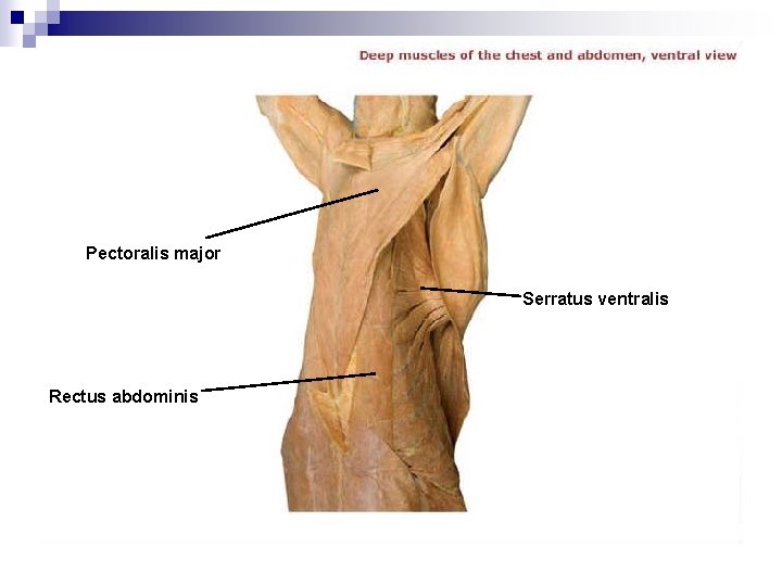 Pectoralis major Serratus ventralis Rectus abdominis 