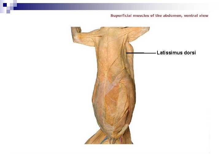 Latissimus dorsi 