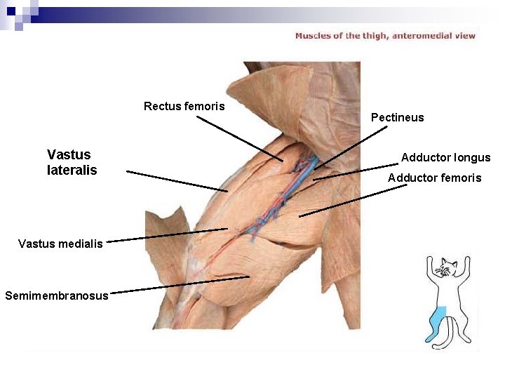 Rectus femoris Vastus lateralis Vastus medialis Semimembranosus Pectineus Adductor longus Adductor femoris 