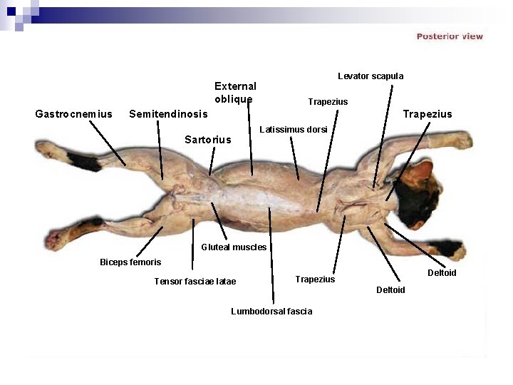 Levator scapula External oblique Gastrocnemius Trapezius Semitendinosis Trapezius Latissimus dorsi Sartorius Gluteal muscles Biceps