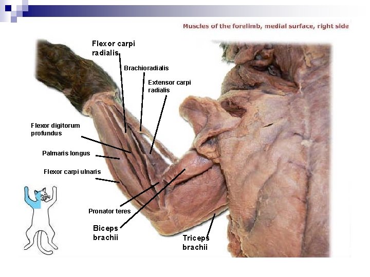Flexor carpi radialis Brachioradialis Extensor carpi radialis Flexor digitorum profundus Palmaris longus Flexor carpi