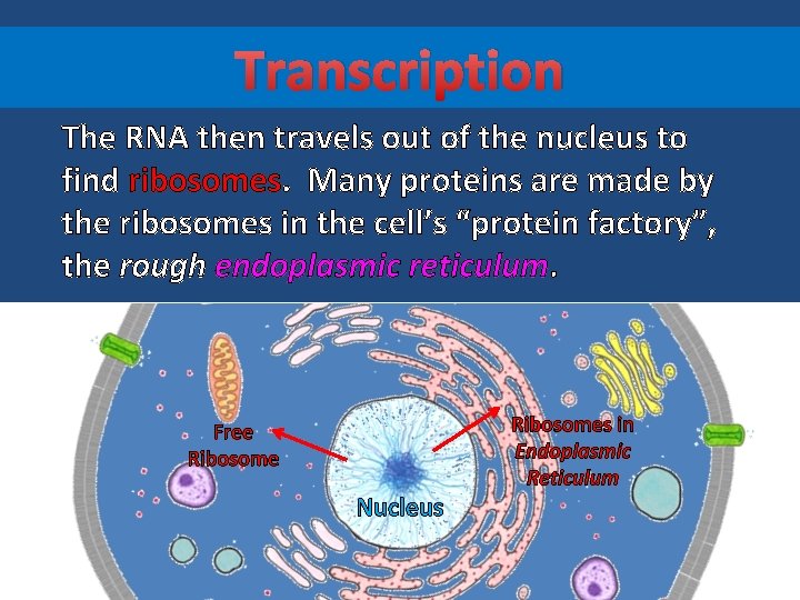 Transcription The RNA then travels out of the nucleus to find ribosomes. Many proteins
