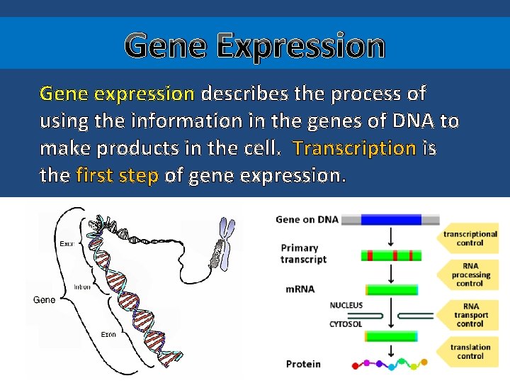 Gene Expression Gene expression describes the process of using the information in the genes
