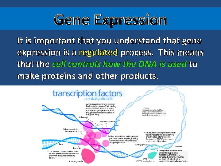 Gene Expression It is important that you understand that gene expression is a regulated