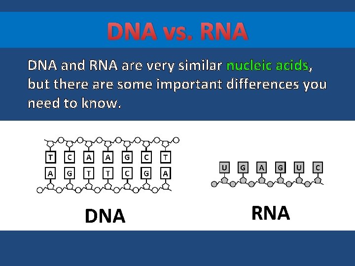 DNA vs. RNA DNA and RNA are very similar nucleic acids, but there are