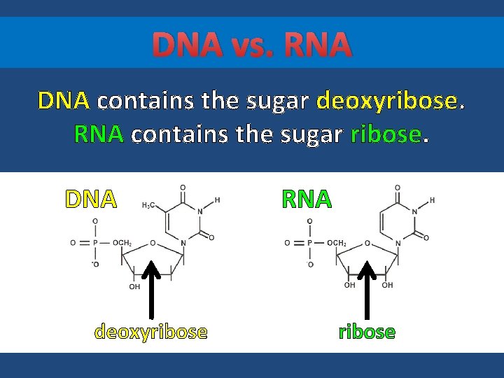 DNA vs. RNA DNA contains the sugar deoxyribose. RNA contains the sugar ribose. DNA