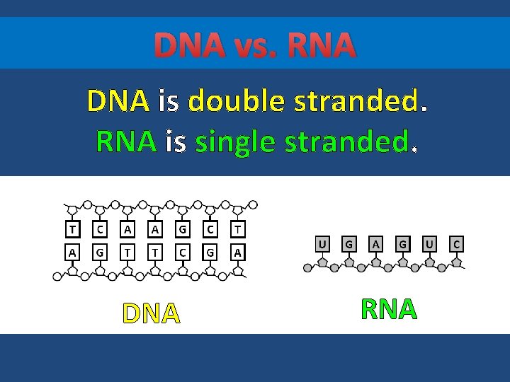 DNA vs. RNA DNA is double stranded. RNA is single stranded. DNA RNA 