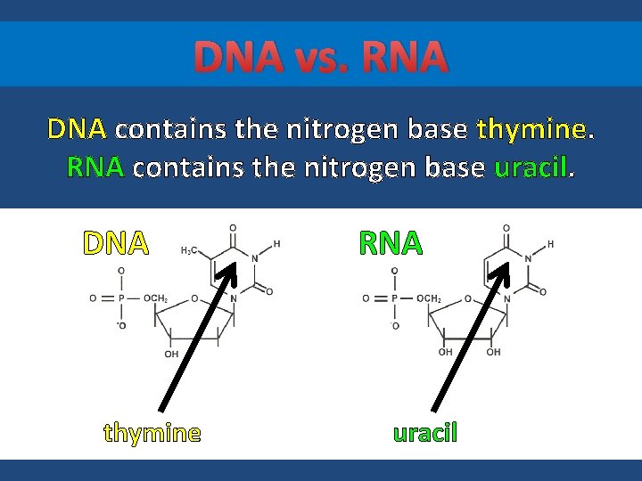 DNA vs. RNA DNA contains the nitrogen base thymine. RNA contains the nitrogen base