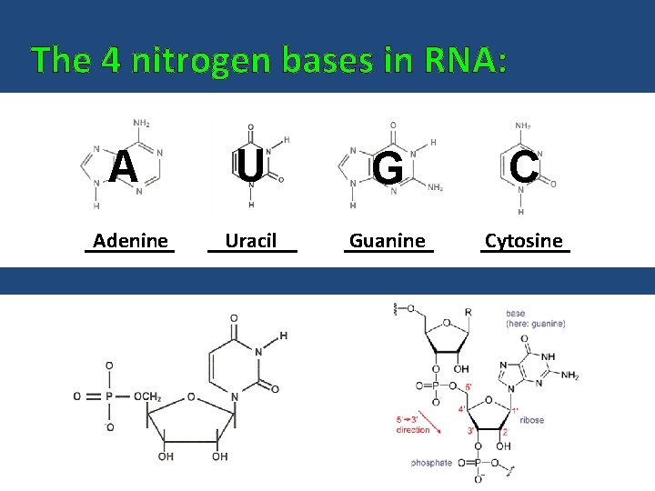 The 4 nitrogen bases in RNA: A Adenine U G C Uracil Guanine Cytosine
