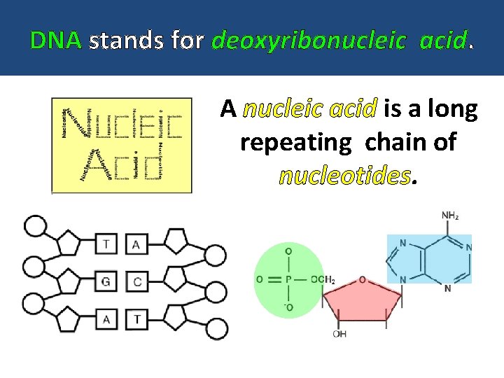 DNA stands for deoxyribonucleic acid. A nucleic acid is a long repeating chain of