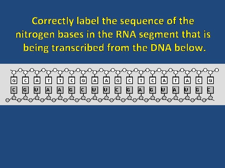 Correctly label the sequence of the nitrogen bases in the RNA segment that is