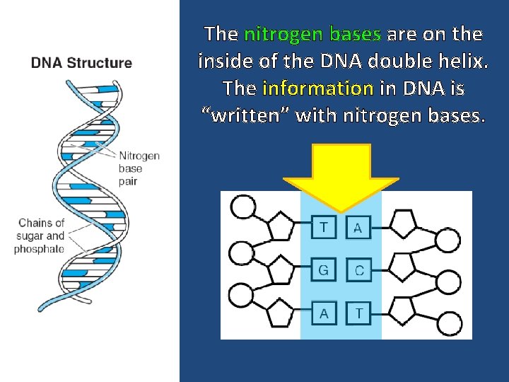 The nitrogen bases are on the inside of the DNA double helix. The information