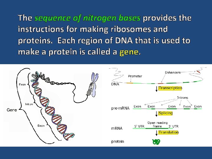 The sequence of nitrogen bases provides the instructions for making ribosomes and proteins. Each
