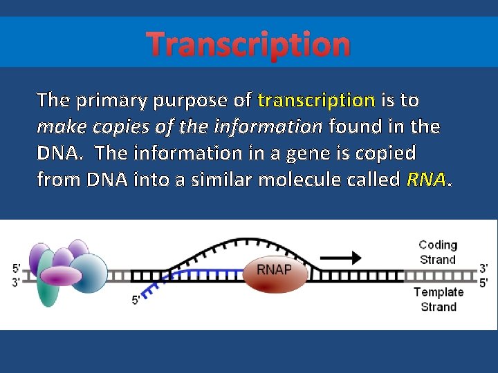 Transcription The primary purpose of transcription is to make copies of the information found