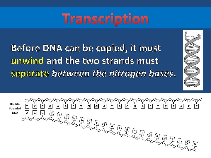Transcription Before DNA can be copied, it must unwind and the two strands must