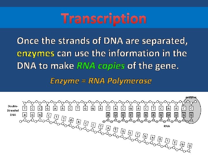 Transcription Once the strands of DNA are separated, enzymes can use the information in