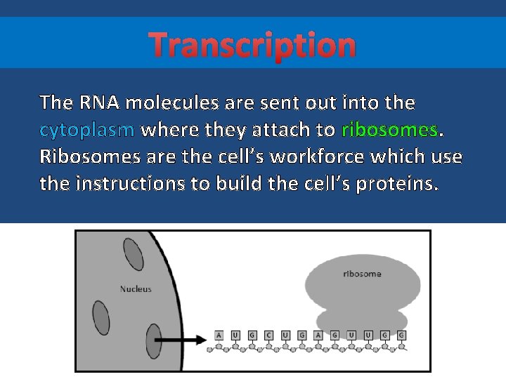 Transcription The RNA molecules are sent out into the cytoplasm where they attach to