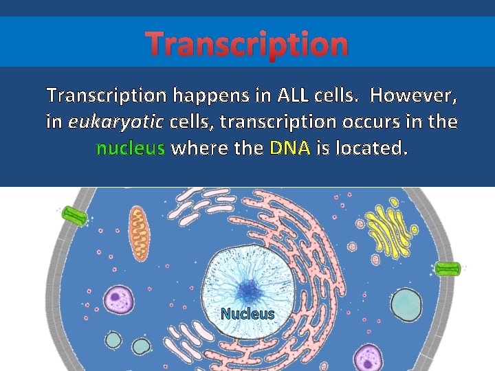 Transcription happens in ALL cells. However, in eukaryotic cells, transcription occurs in the nucleus