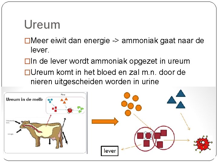 Ureum �Meer eiwit dan energie -> ammoniak gaat naar de lever. �In de lever