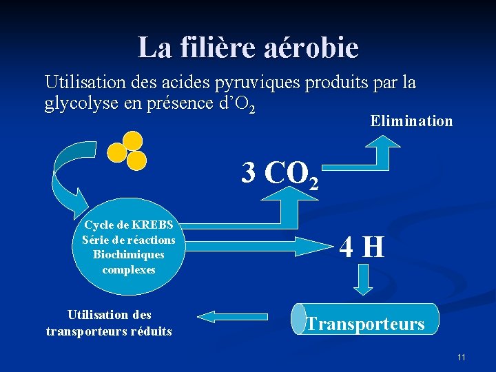 La filière aérobie Utilisation des acides pyruviques produits par la glycolyse en présence d’O