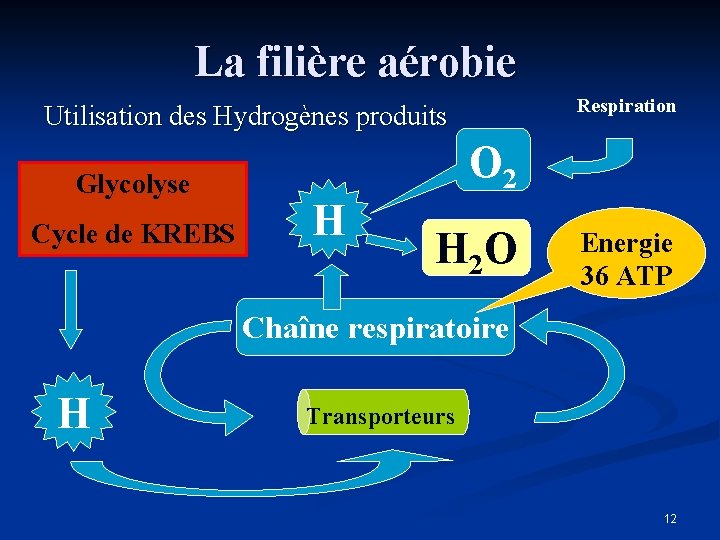 La filière aérobie Respiration Utilisation des Hydrogènes produits Glycolyse Cycle de KREBS O 2