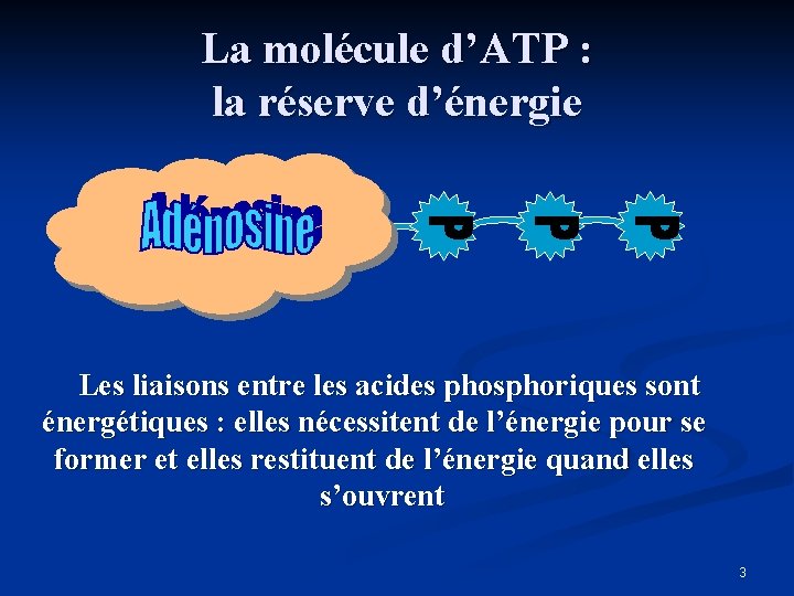 La molécule d’ATP : la réserve d’énergie Les liaisons entre les acides phosphoriques sont