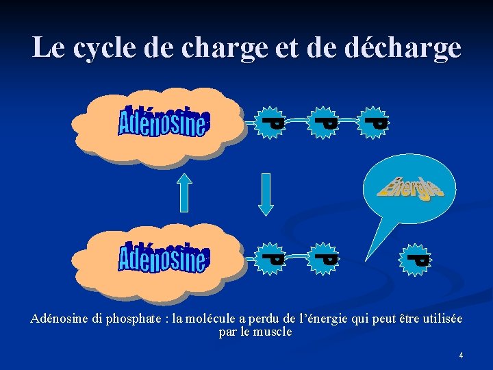 Le cycle de charge et de décharge Adénosine di phosphate : la molécule a