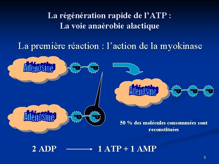 La régénération rapide de l’ATP : La voie anaérobie alactique La première réaction :