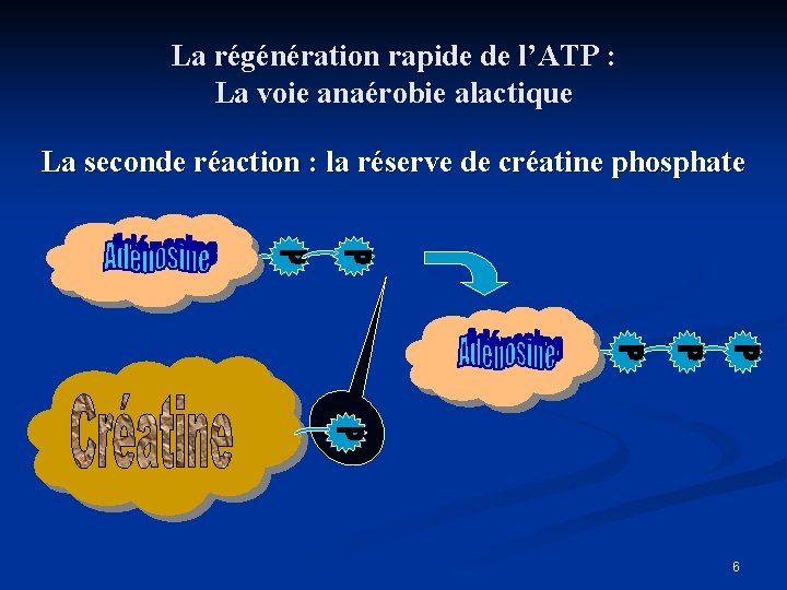 La régénération rapide de l’ATP : La voie anaérobie alactique La seconde réaction :