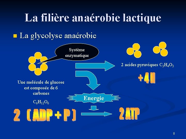 La filière anaérobie lactique n La glycolyse anaérobie Système enzymatique 2 acides pyruviques C