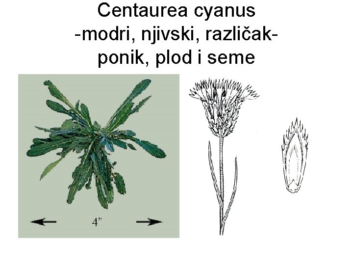 Centaurea cyanus -modri, njivski, različakponik, plod i seme 