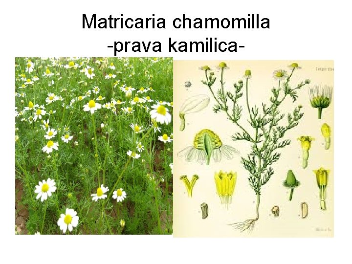 Matricaria chamomilla -prava kamilica- 