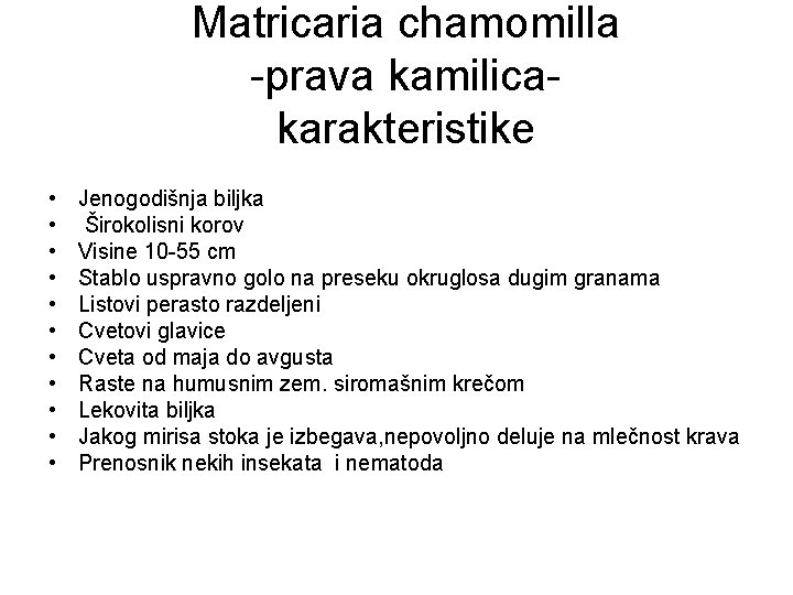 Matricaria chamomilla -prava kamilicakarakteristike • • • Jenogodišnja biljka Širokolisni korov Visine 10 -55