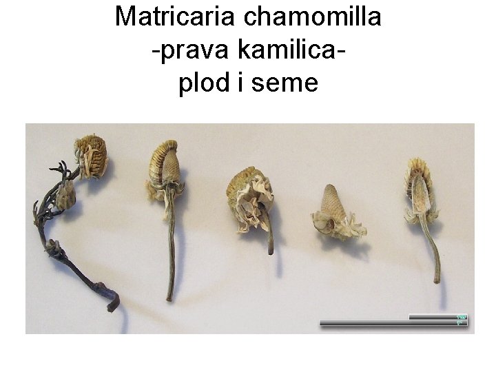 Matricaria chamomilla -prava kamilicaplod i seme 