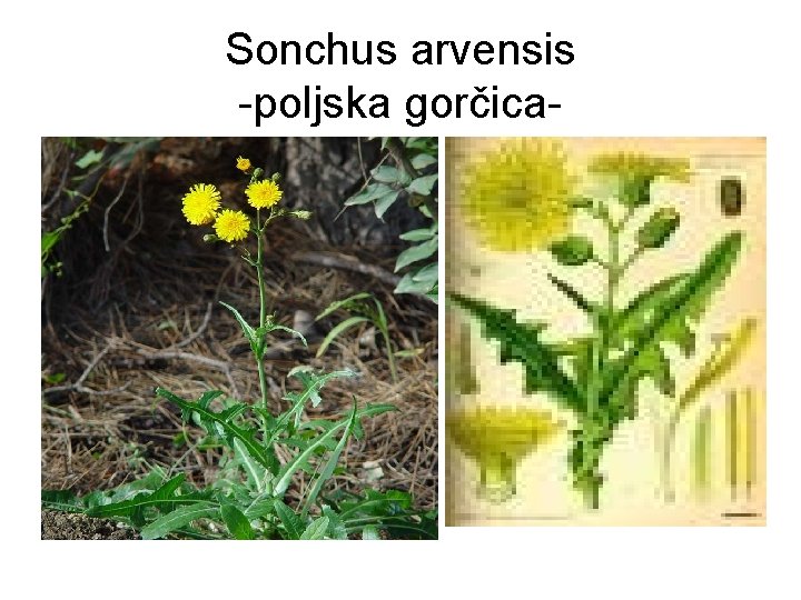 Sonchus arvensis -poljska gorčica- 
